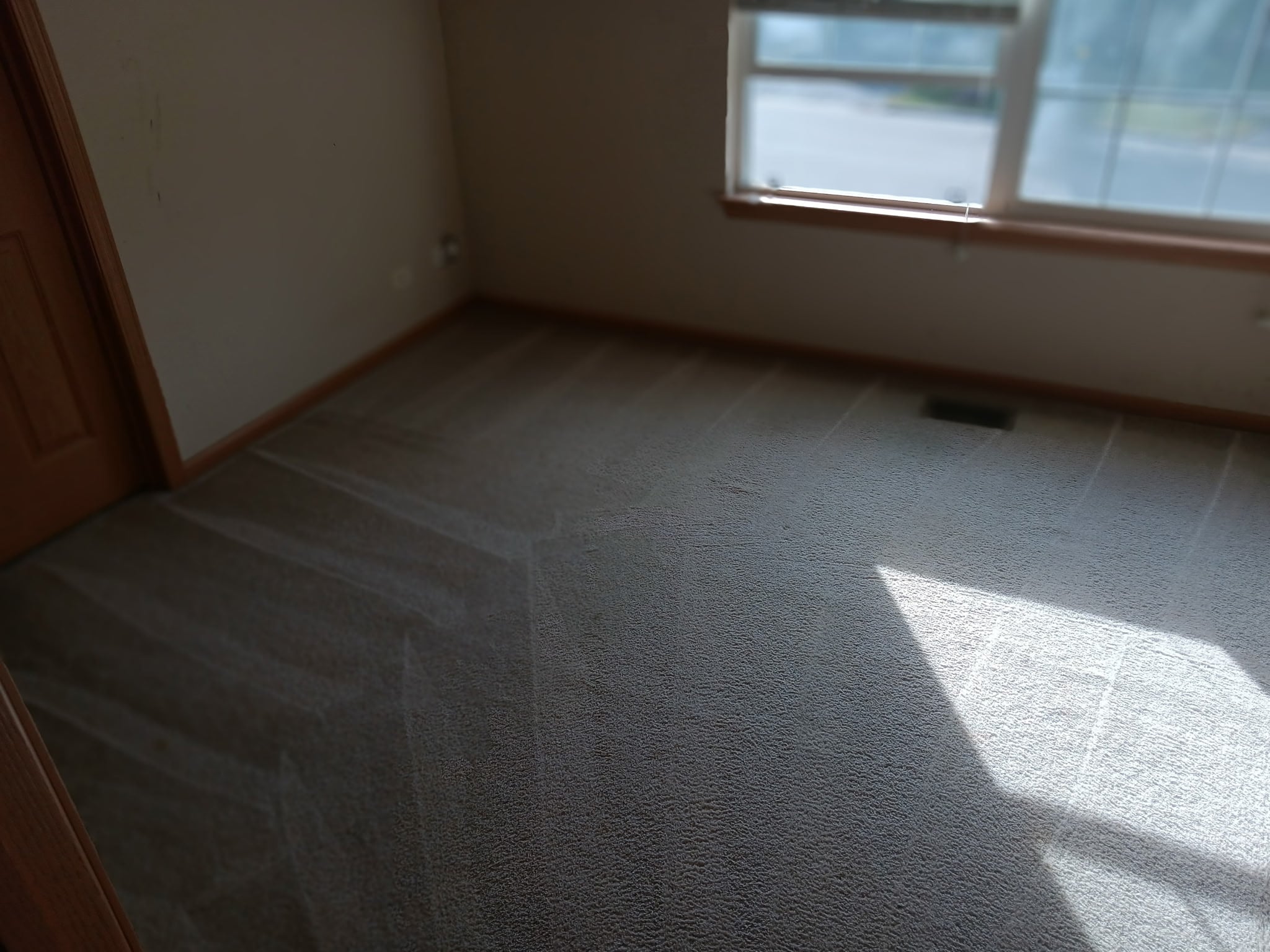 The same living room carpet after cleaning, with fresh wand lines